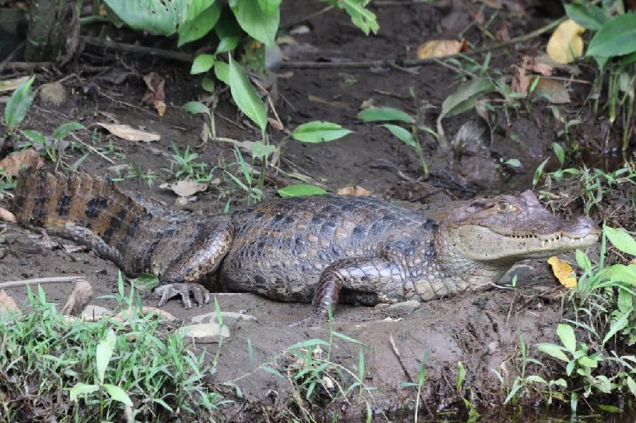 Inspektor pustio muškarca u Baru da odšeta sa krokodilom?