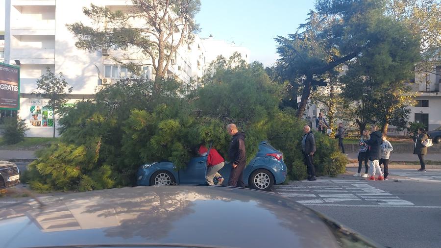 Pobrežje: Drvo palo na dva automobila, nema povrijeđenih