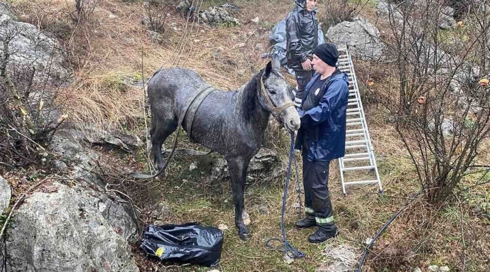 Podgorički vatrogasci izvukli konja iz provalije