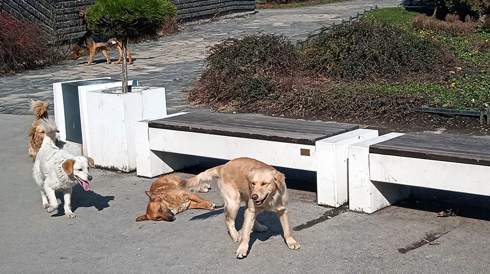 Uhapšene tri osobe u Obrenovcu zbog sumnje da su ubijale i zlostavljale pse