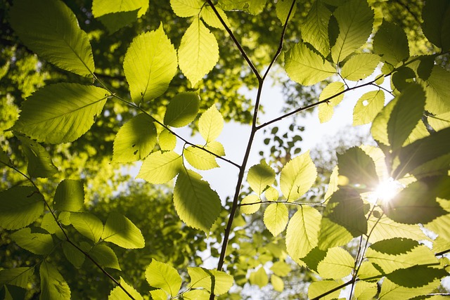 Danas sunčano, temperatura do 37 stepeni