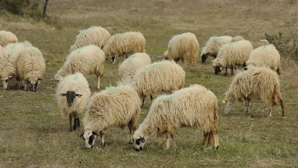 Foto: RTL, Ilustracija