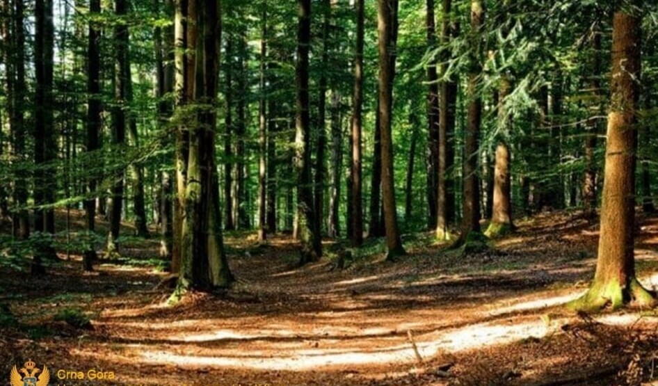 Foto: Uprava za gazdovanje šumama i lovištima