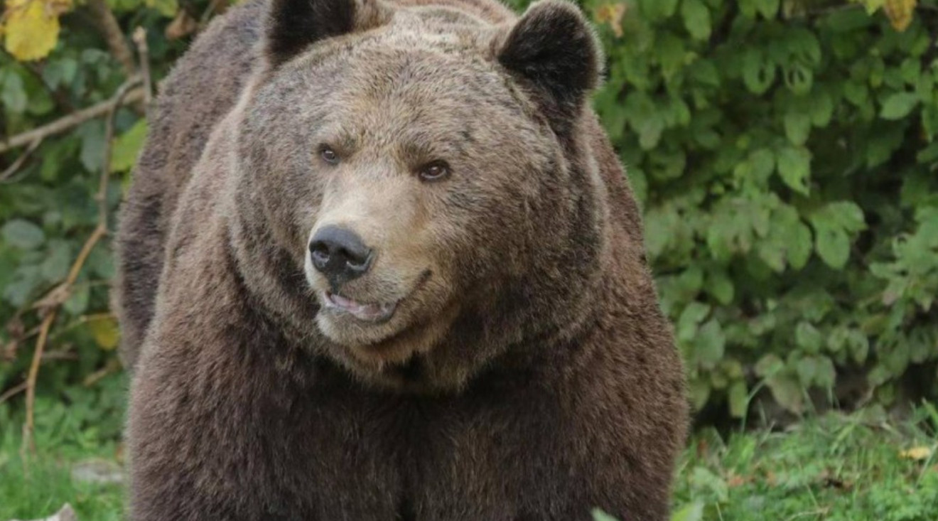 Plužine: U selu Stabna ustrijeljen medvjed