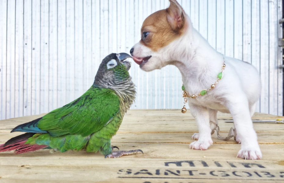 Foto: Shutterstock/ Prompiriya Hunpayon