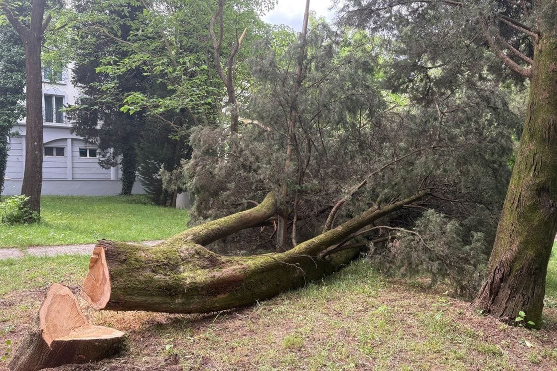 Zeleni kvart: U Podgorici i pored zabrane posječen čempres star 70 godina