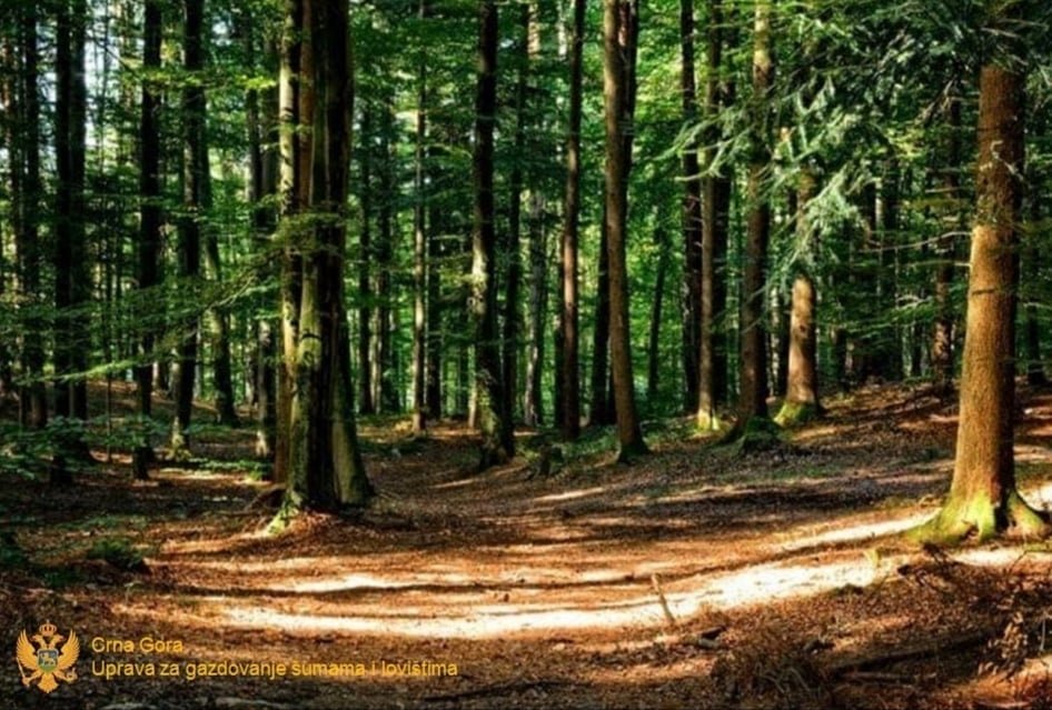 Uprava za gazdovanje šumama: Zbog trenutnog zakona ne smijemo da vršimo doznaku privatnih šuma