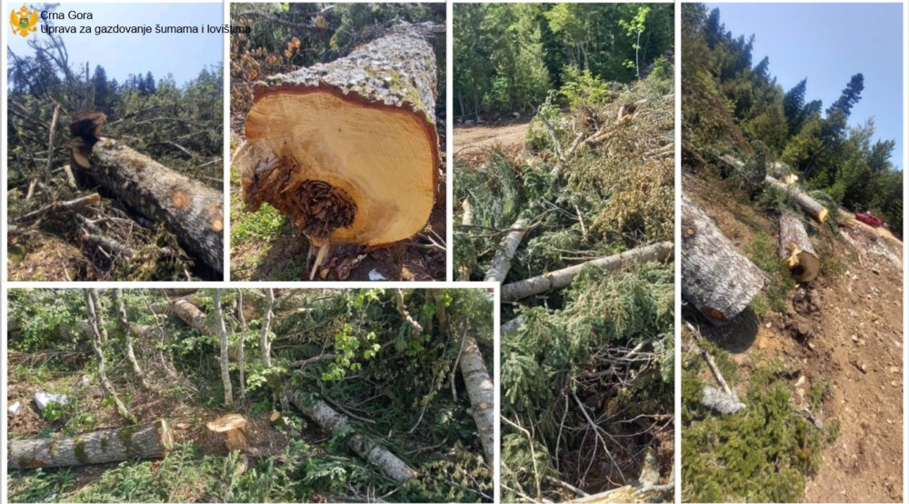 Foto: Uprava za šume