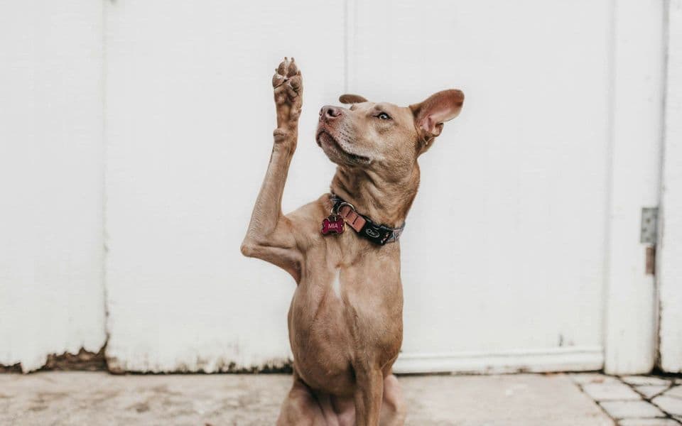 Foto: Camylla Battani/Unsplash