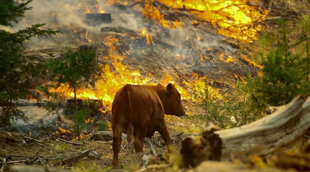 Foto: Uprava za bezbjednost hrane, veterinu i fitosanitarne poslove
