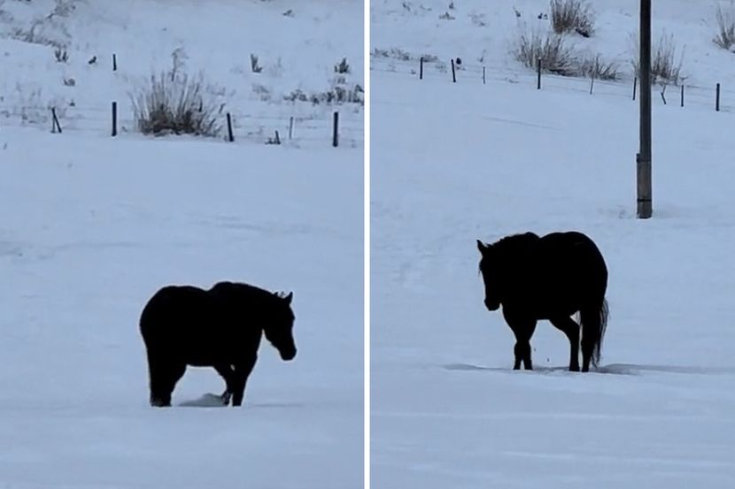 Foto: TikTok/ Rudnik the Roan