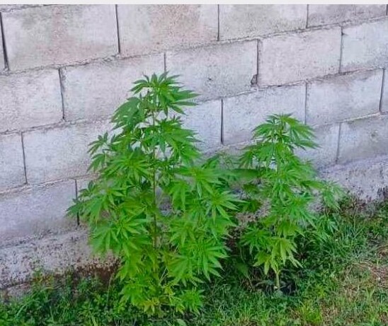 Pronađena marihuana u dvorištvu u Maslinama, prijava protiv državljanke Srbije