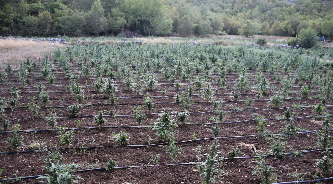 Pritvor Marašu i Peroviću zbog najveće plantaže marihuane u Crnoj Gori