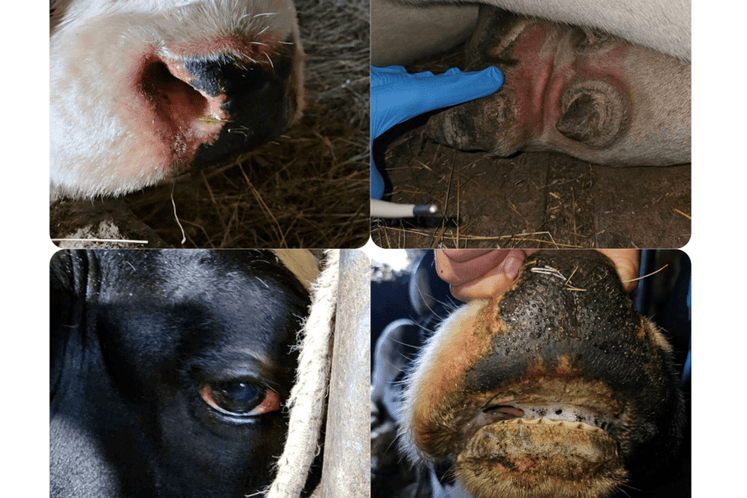 Foto: Uprava za bezbjednost hrane, veterinu i fitosanitarne poslove
