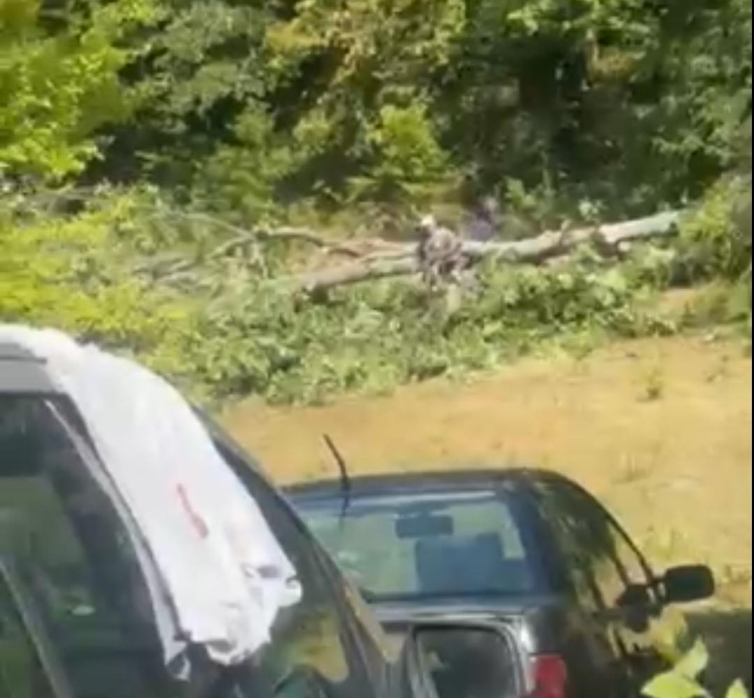 Ekipe CGES-a intenzivno rade na trasi dalekovoda kroz selo Đurđevića Tara, Foto: Portal TV E