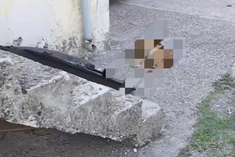 Foto: Nikola Jočić