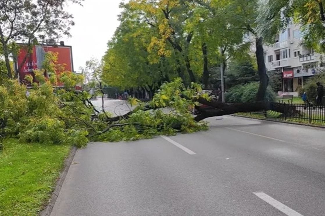 Podgorica: Na Bulevaru Svetog Petra Cetinjskog palo stablo, saobraćaj obustavljen