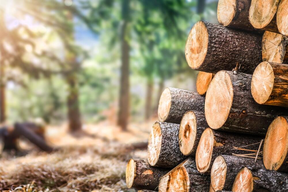 Šavničanin osumnjičen za šumsku krađu, podnijeta krivična prijava