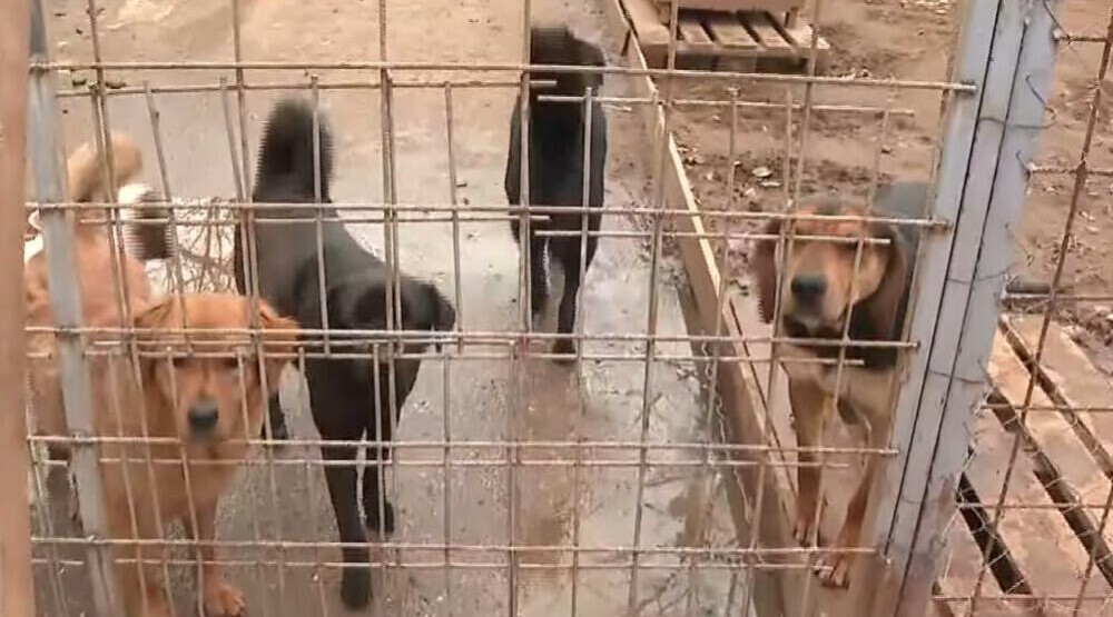Preko 300 pasa u podgoričkom azilu, stanje na ulicama alarmantno