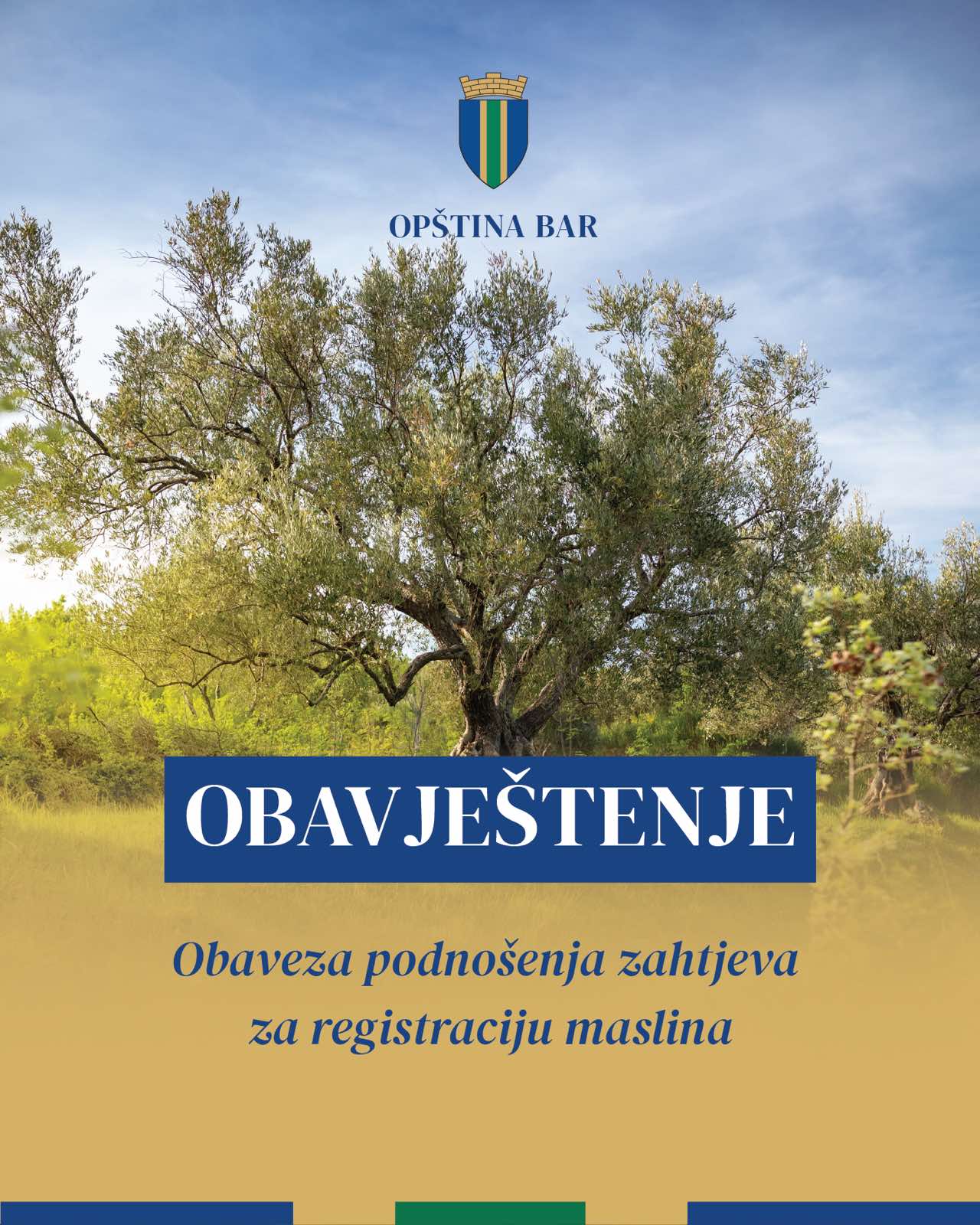 Opština Bar: Obaveza podnošenja zahtjeva za registraciju maslina