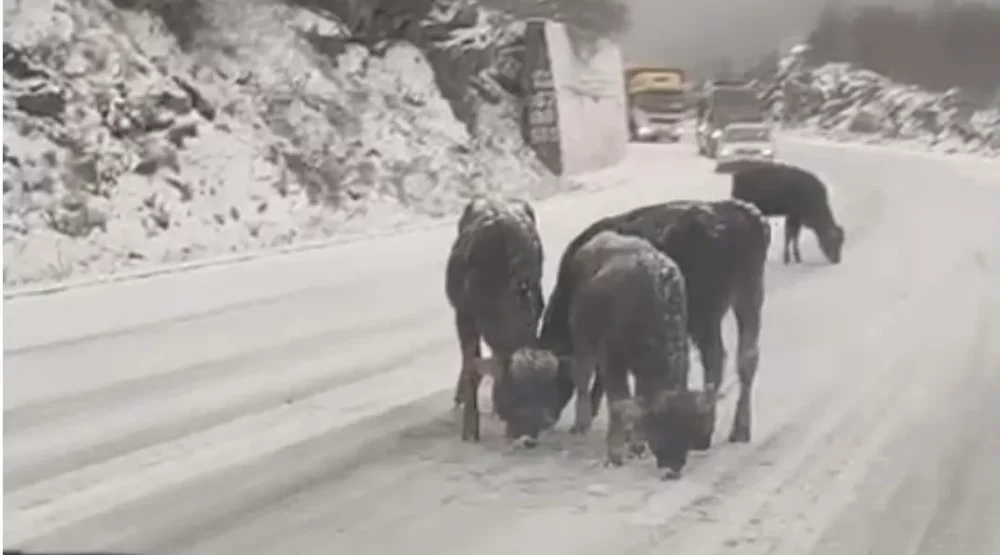 Goveda dodatno otežavaju saobraćaj ka Budvi