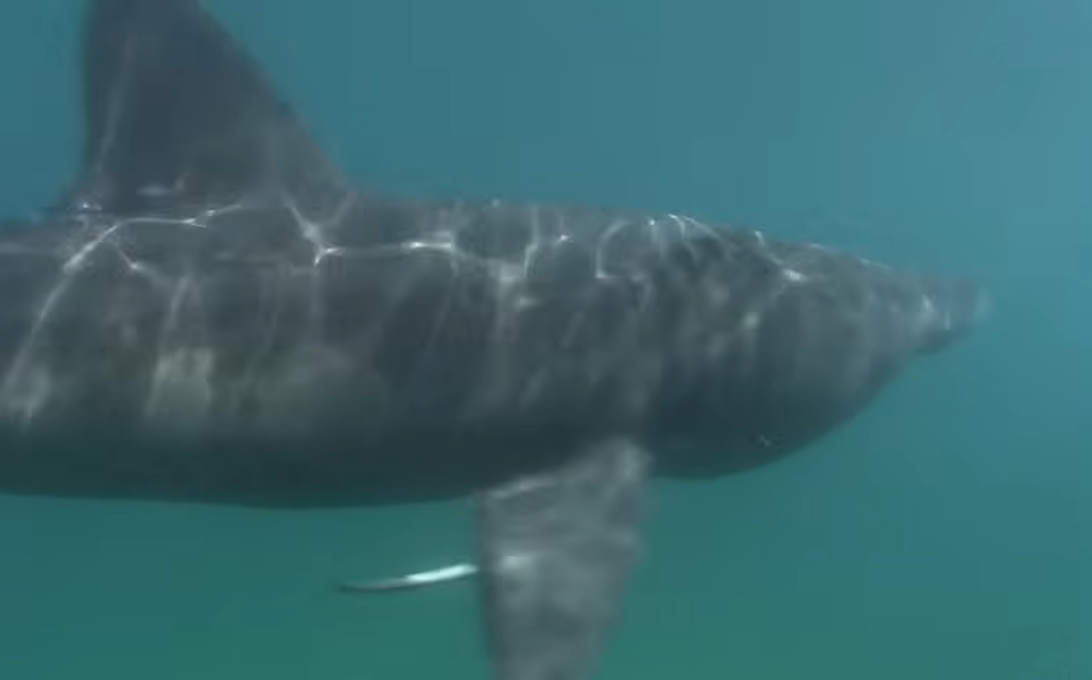 Golema ajkula snimljena u Jadranskom moru (VIDEO)