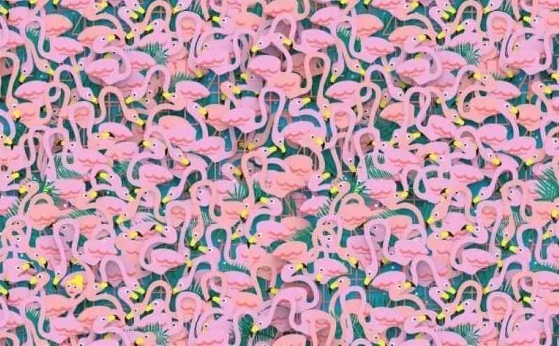 Mozgalica za strpljive: Možete li pronaći balerinu među flamingosima?