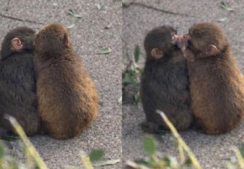 Odbačeni majmun Punch pronašao ljubav: Momo-chan mu ukrala srce