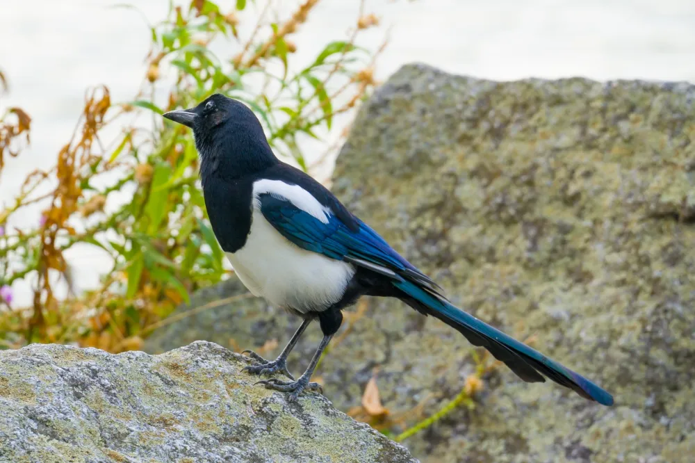 - FOTO: SHUTTERSTOCK