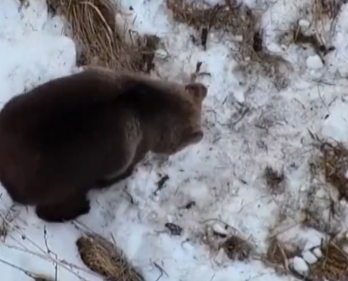 Dronom tražili nestalog čovjeka u šumama Estonije, pa snimili medvjeda kako se budi iz hibernacije (VIDEO)