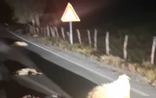 Bijelo Polje: Autom naletio na stado ovaca, stradalo desetak grla