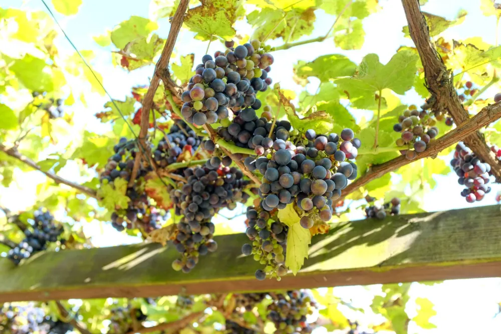 Objavljeno više poziva za pružanje podrške za vino