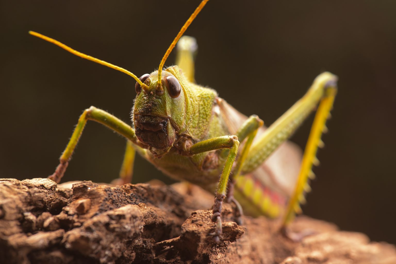 FOTO: ENVATO