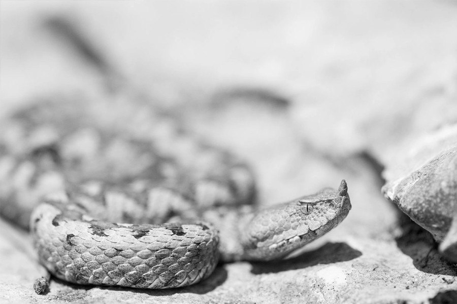 Foto: Pexels

