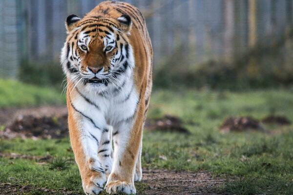 Foto: Yorkshire Wildlife Park/ PA Wire
