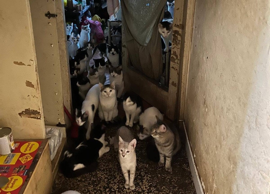 Foto: Facebook/ Kitten safe house